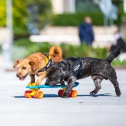 Julius K9 JULIUS-K9 IDC® Power Harness - Black -Happy Pet Shop 65902 julius k9 idc powergeschirr schwarz hs9 9