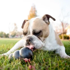 KONG Extreme Black -Happy Pet Shop 74319 kongextremeschwarz hs 05 5