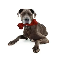 Nylabone DuraChew Monster Bone - Bison -Happy Pet Shop 94898 nylabone durra chew monster hs 05 1