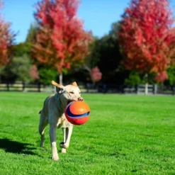 Chuckit! Kick Fetch -Happy Pet Shop 99703 petmate chuckit kick fetch large hs 06 3