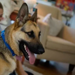 PetSafe® Extreme Weather Pet Door -Happy Pet Shop petsafe hundeklappe extremeweather hs 03 1