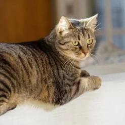 PetSafe® Extreme Weather Pet Door -Happy Pet Shop petsafe hundeklappe extremeweather hs 03 3