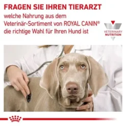 Royal Canin Veterinary Canine Diabetic Special Low Carb Mousse 11 Royal Canin Veterinary Canine Diabetic Special Low Carb Mousse -Happy Pet Shop rc vet wet dogmobilityloaf400 cv eretailkit 7 de de 2